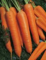 Морковь НАПОЛИ F1 1,8-2,0 (1 000 000 семян) Bejo