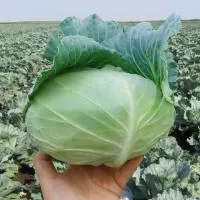 Капуста белокочанная НАОМИ F1 (2500 cемян) Kitano Seeds