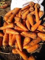 Семена моркови Абако F1 1,4-1,6 mm (1 млн. с.)