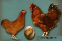 Цыплята породы Полтавская глинистая