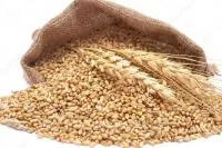 Семена пшеницы КВС Аквилон