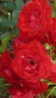 Саженцы розы полуплетистой, 20 см, 1-летнее