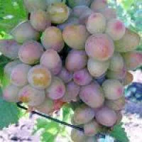 Саженцы винограда Алладин