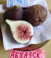 Инжир сорт Абхазский фиолетовый