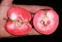 Яблоня с красной мякотью сорт Калипсо