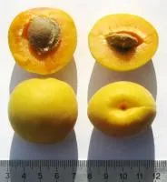 Саженцы абрикоса XXV-08-4