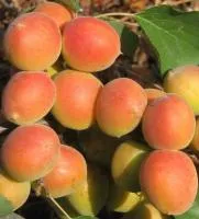 Саженцы абрикоса "Щедрый"