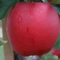 Саженцы яблони Гала