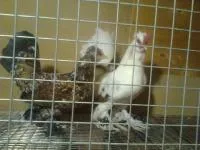 Яйцо инкубационное куриное Алтайский бентам белогрудый