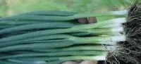 Семена лука на перо Тотем, Sakata seeds (Саката Сидз), 500 г