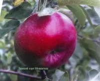 Яблони в сортах