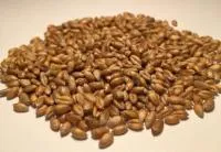 Пшеница, 40 кг