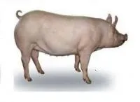 Белковая добавка пивная дробина для свинки на откорм