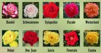 Саженцы розы плетистой Сербии