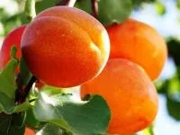 Саженцы абрикоса