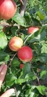 Молдавские яблоки на экспорт от производителя