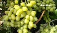 Саженцы винограда Аркадия