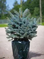 Ель колючая голубая Глаука Picea pungens Glauca, 0,35-0,5м, с3, 3-4лет