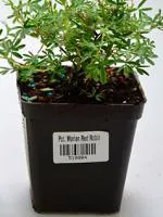 Лапчатка кустарниковая Potentilla fruticosa Marian Red Robin, 0,15-0,2м, Р9, 2лет