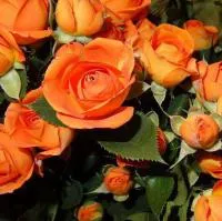 Саженцы розы Оранж беби