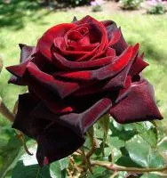 Саженцы розы Блек Меджик