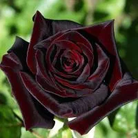 Саженцы розы Блек Баккара