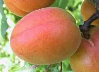 Саженцы абрикоса Шулудько