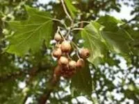 Рябины глоговины саженцы (Берека лекарственная), атласное дерево