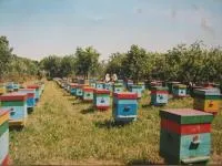Пчелопакеты, пчелосемьи, пчеломатки: бакфаст, карника, карпатка