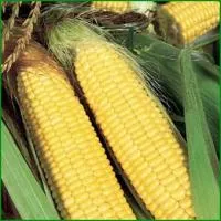 Семена кукурузы Трофи F1, Семинис