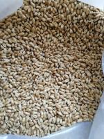 Пшеница для проращивания, весовая