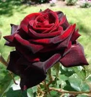 Саженцы розы Черная магия