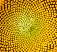 Семена подсолнечника (крупноплодный) сорт Лакомка