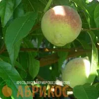 Саженцы персика Белгородский