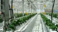 Проектирование систем по внекорневой подкормки тепличных растений углекислым газом