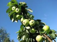 Саженцы яблони Арбат (КВ-43)