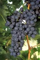 Саженцы винограда Агат Донской