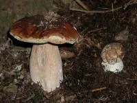 Мицелий Белый гриб еловый (Boletus edulis)