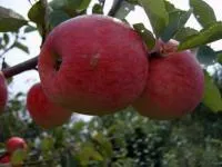 Саженцы яблони Пинова