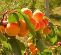 Саженцы абрикоса Краснощекий