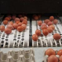 Лента яйцесбора для системы транспортировки яиц