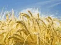 Семена пшеницы озимой Мулан