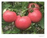 Семена розового томата Торбей F1 (1000с)
