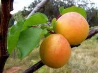 Саженцы абрикоса Ананасный