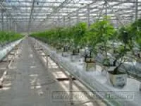 Лотки для выращивания растений в промышленных теплицах