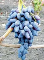 Саженцы винограда Память Негруля