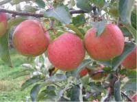 Саженцы яблони Мантет