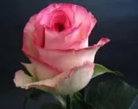 Кусты роз Дольче Вита