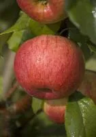 Саженцы яблони Лигол оптом