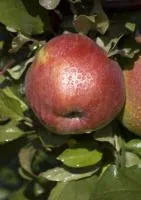 Саженцы яблони Белорусское сладкое оптом